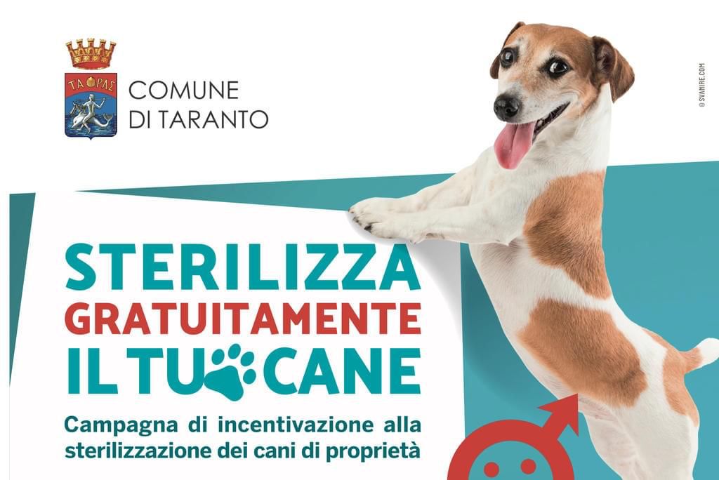 Sterilizzazione gratuita dei cani, anche per il 2023 c’è la campagna dell’amministrazione Melucci